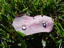 Palo Alto, Leaf
