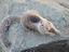Shasta Dam, a wild squirrel