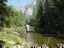 Yosemite, Forest